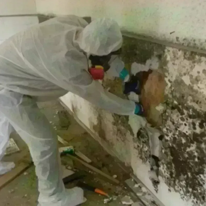 Mold Remediation and Removal in Black Canyon City, AZ